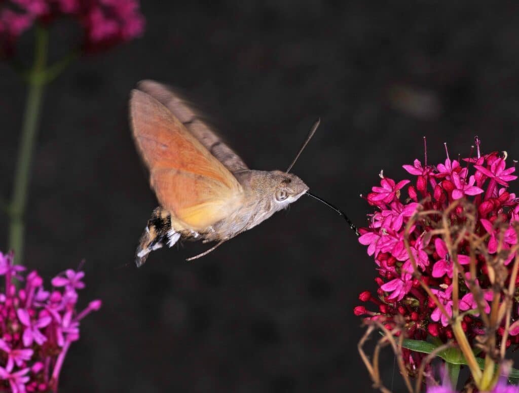 A Hummingbird Hawkmoth [Macroglossum stellatarum]