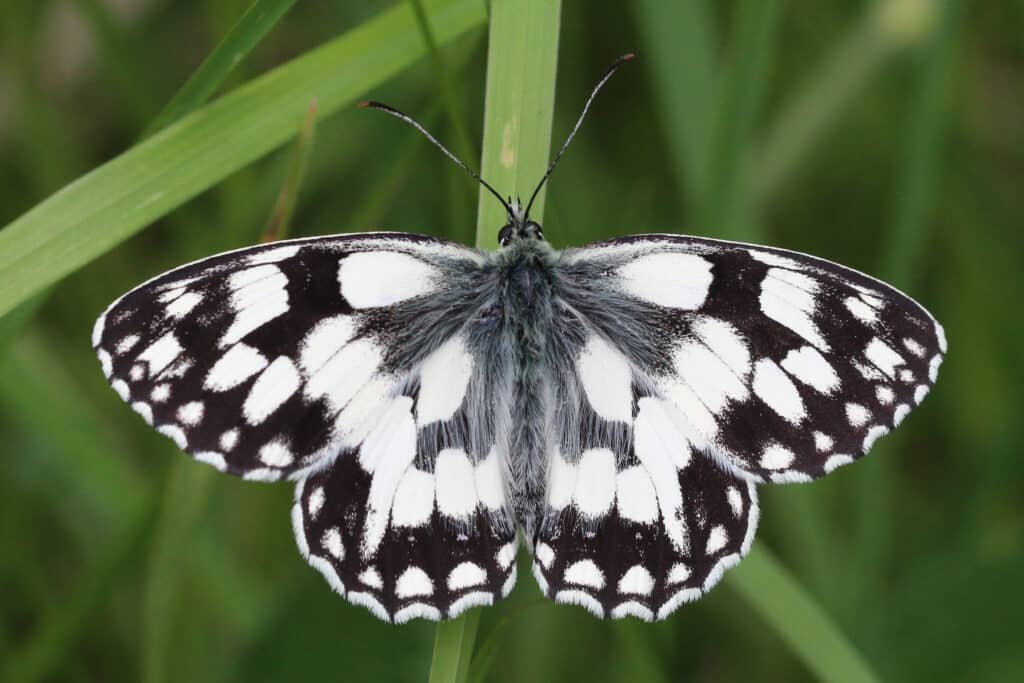 Marbled white
