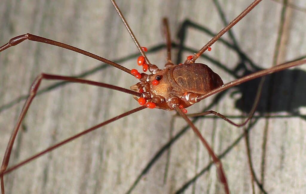Harvestman (Opiliones)
