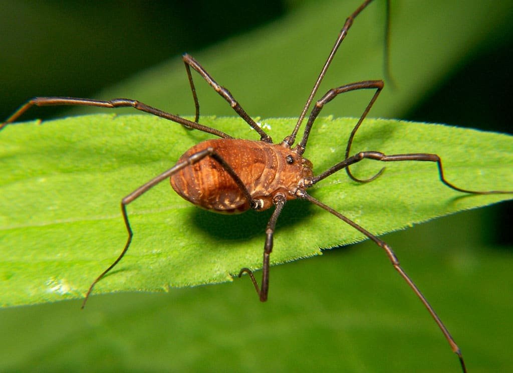 Harvestman