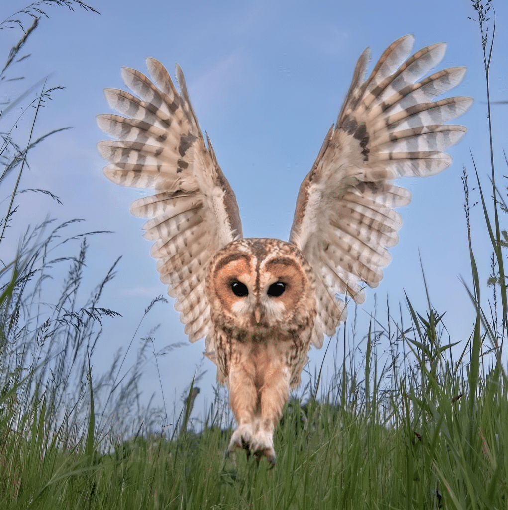Tawny Owl in the long grass. Credit: turnipian