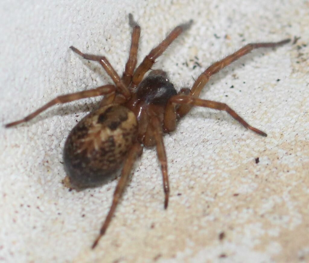 Lace web spider