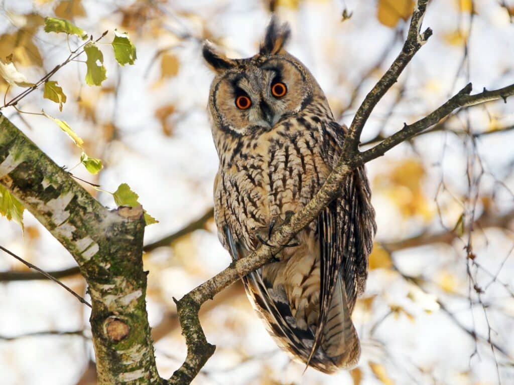 Long-eared owl in a tree