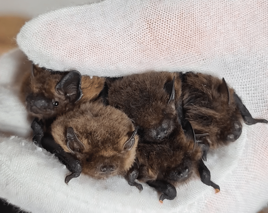 pipistrelle bat