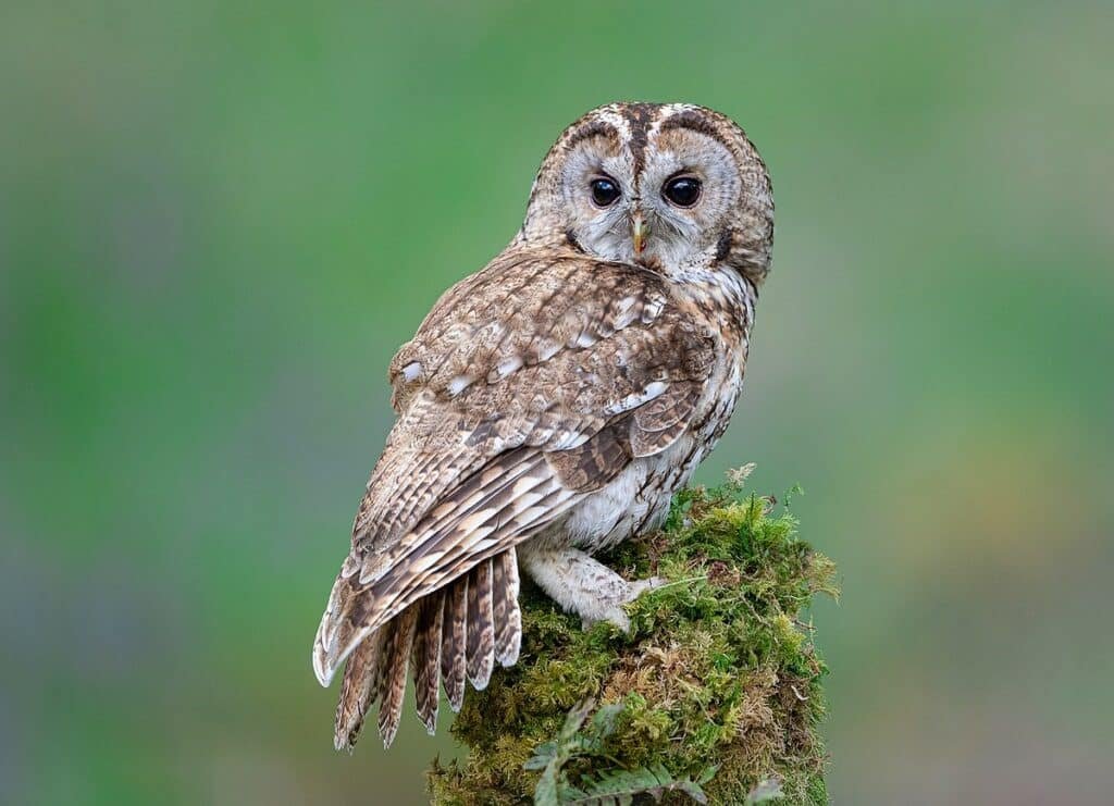 Tawny owl