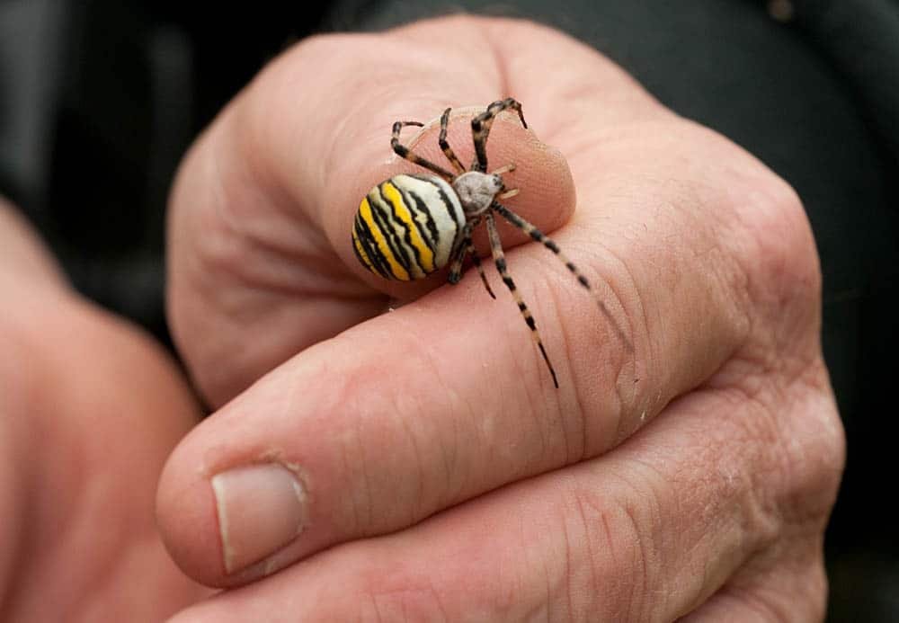 Wasp Spider