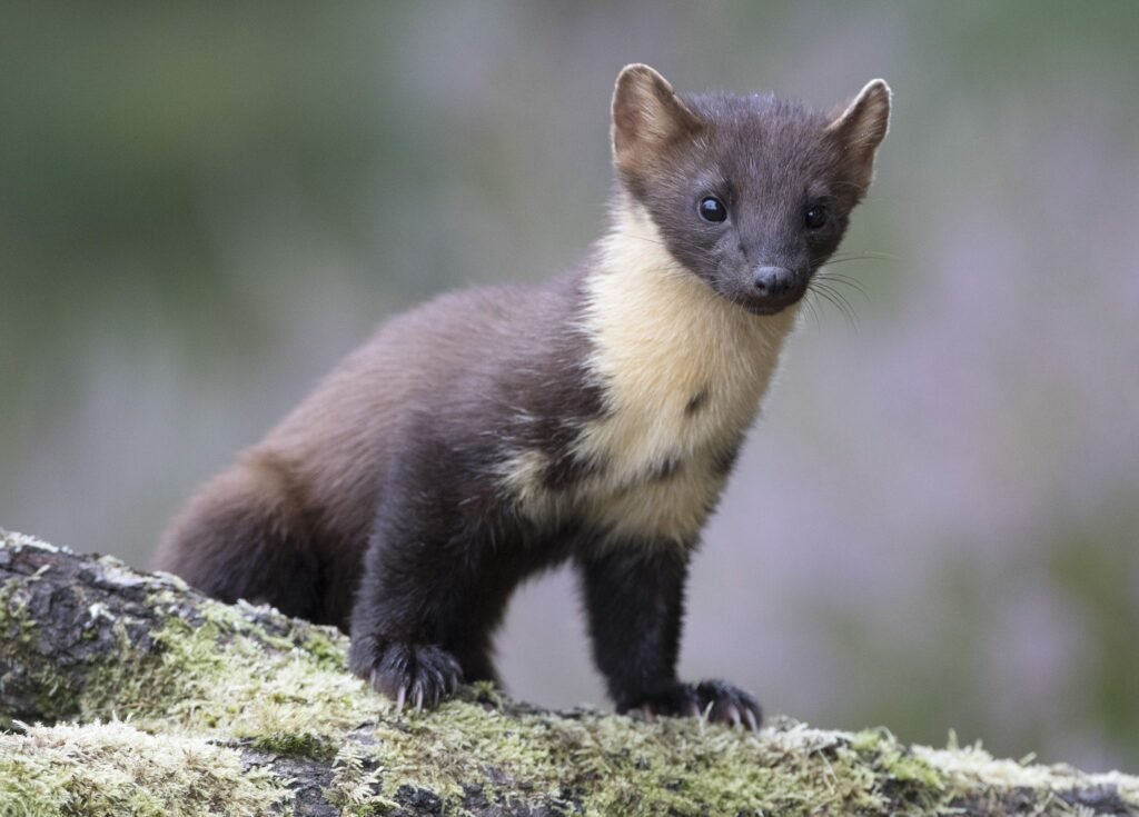 Pine Marten