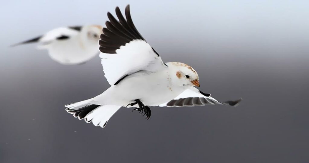 Migrating snow buntings