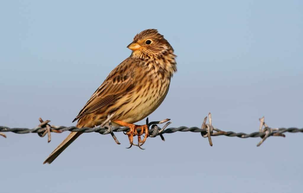 Bunting