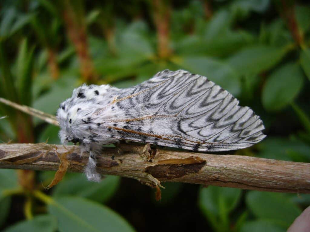 Puss Moth